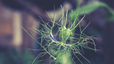 Plant branch blur 4k wallpaper