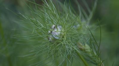 Plant branch green close up 4k wallpaper