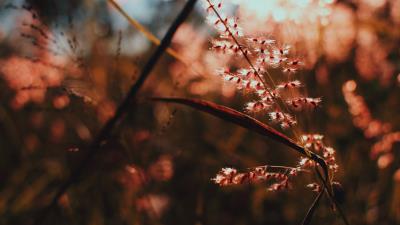 Plant branch light 4k wallpaper