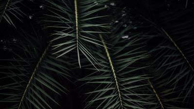 Plant branches leaves  4k wallpaper