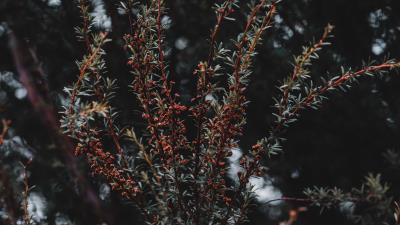 Plant bush branches 4k wallpaper
