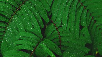 Plant drops leaves 4k wallpaper