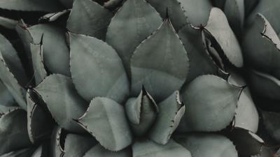 Plant flower leaf 4k wallpaper