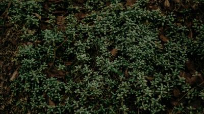 Plant foliage grass green 4k wallpaper