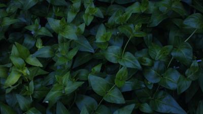 Plant foliage green 4k wallpaper