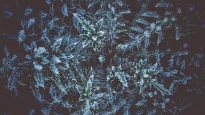 Plant grass hoarfrost 4k wallpaper
