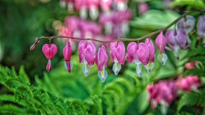 Plant green background close u 4k wallpaper