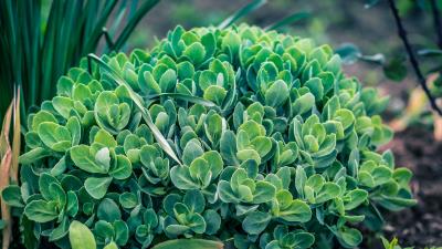 Plant green leaves flowerbed 4k wallpaper
