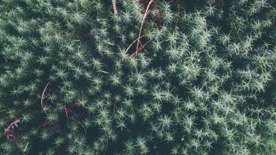 Plant leaves branches 4k wallpaper