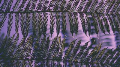 Plant leaves carved 4k wallpaper