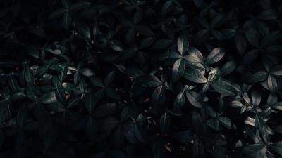 Plant leaves dark 4k wallpaper