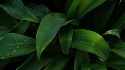 Plant leaves drops 4k wallpaper