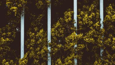 Plant leaves fence 4k wallpaper