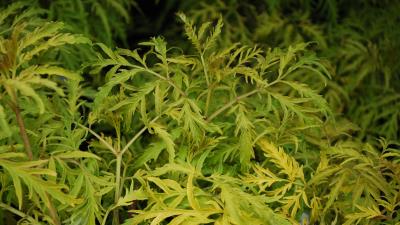 Plant leaves flora 4k wallpaper