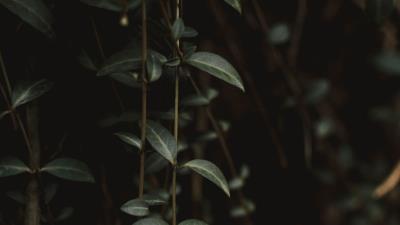 Plant leaves green d 4k wallpaper