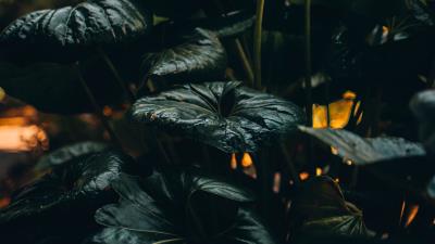 Plant leaves green dd 4k wallpaper