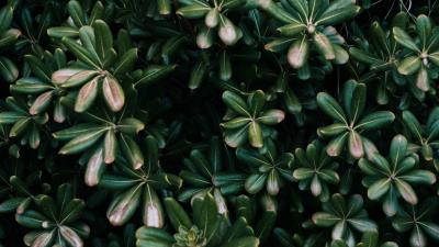 Plant leaves green e 4k wallpaper