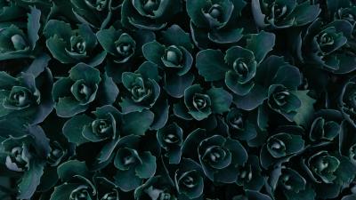 Plant leaves green f 4k wallpaper