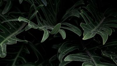 Plant leaves green ff 4k wallpaper