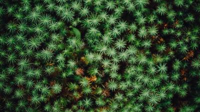 Plant leaves green g 4k wallpaper