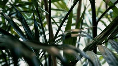 Plant leaves green image 4k wallpaper