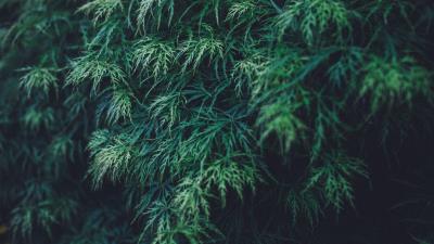 Plant leaves green 4k wallpaper