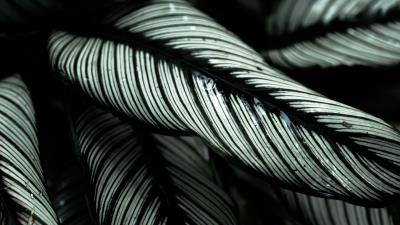 Plant leaves striped 4k wallpaper
