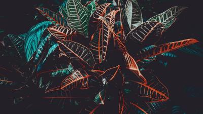 Plant leaves venation 4k wallpaper