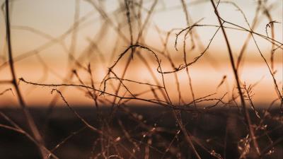 Plants branches macro 4k wallpaper