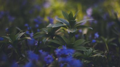 Plants foliage blurred 4k wallpaper
