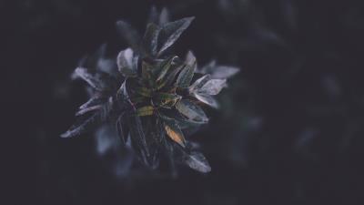 Plants foliage dark 4k wallpaper
