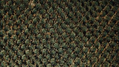 Plants grass surface 4k wallpaper