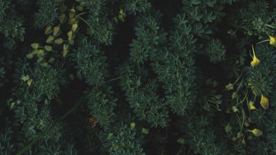 Plants leaves green 4k wallpaper
