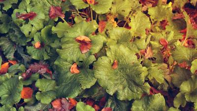 Plants leaves nature texture greens 4k wallpaper