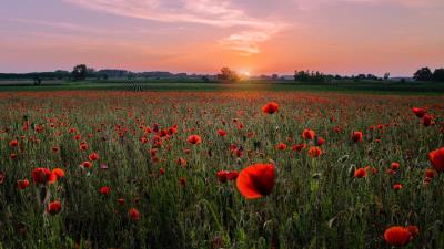 Poppies field sunset 4k wallpaper