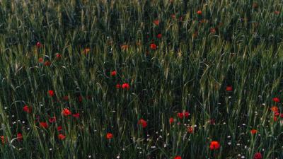 Poppies flowers field 4k wallpaper