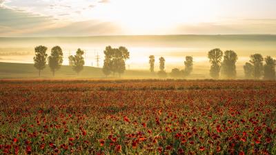 Poppies wildflowers flowers 4k wallpaper