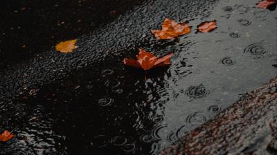 Puddle foliage rain 4k wallpaper
