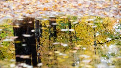 Puddle reflection autumn 4k wallpaper