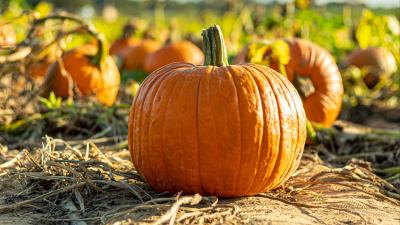 Pumpkin vegetable autumn 4k wallpaper