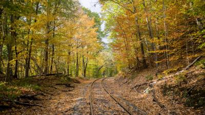 Rails forest trees 4k wallpaper