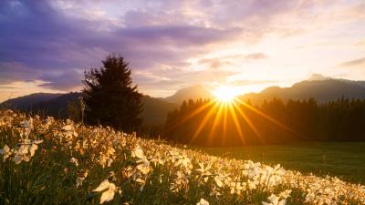 Rays sun daffodils 4k wallpaper