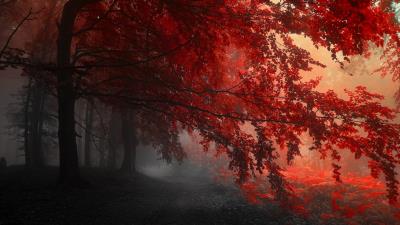 Red forest trees path 4k wallpaper
