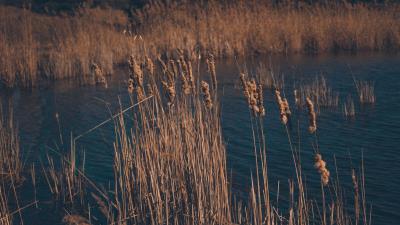 Reeds dry swamp grass 4k wallpaper