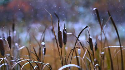 Reeds grass snow 4k wallpaper