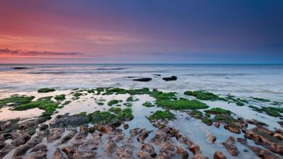 Reefs moss sea rain alga 4k wallpaper