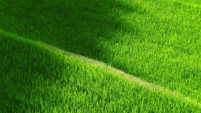 Rice field yamada grass pathway 4k wallpaper