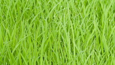 Rice fields green grass drops 4k wallpaper