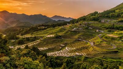 Rice fields uplands structure cultivation evening 4k wallpaper