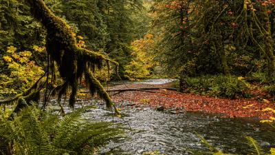 River branches fern 4k wallpaper